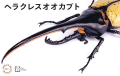 Fujimi Biology Edit Dynastes Hercules