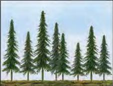 JTT 25-50mm Econo-Spruce (55)