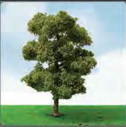 JTT 50-57mm Euro Plane Trees (3)