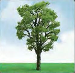 JTT 50-57mm Chestnut Trees (3)