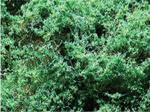 JTT FFC Med Green Coarse