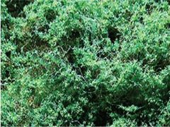 JTT FFC Med Green Coarse
