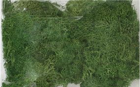 JTT Lichen Light Green