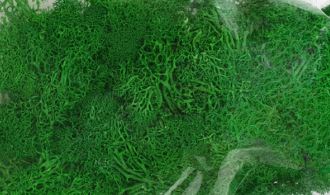 JTT Lichen Dark Green