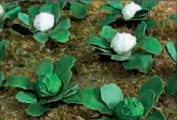 JTT O: 16mm Broccoli Cauli (20)