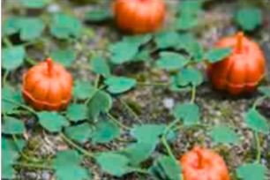 JTT HO: 9.5mm Pumpkins Tall (6)
