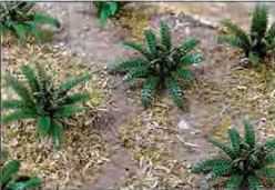 JTT O: 25mm Ferns (9)