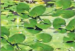 JTT O: 31mm Lily Pads (9)