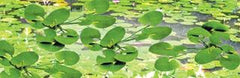 JTT HO: 19mm Lily Pads (12)