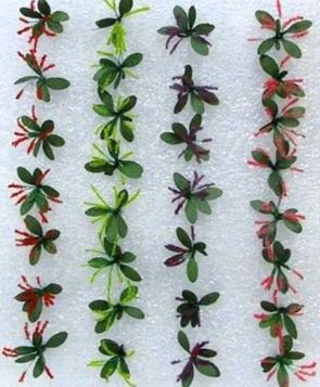 JTT O: 19mm Petunias(40)
