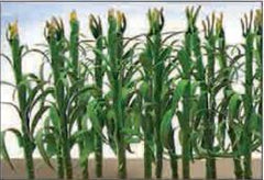 JTT 1/50 50mm CornStalks (30)