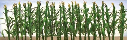 JTT 1/50 50mm CornStalks (30)