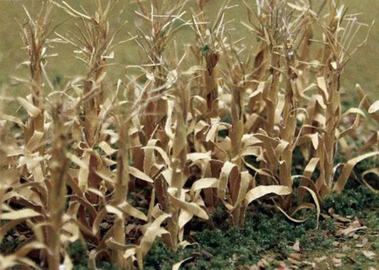 JTT HO: Dried Corn Stalk (30)