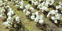 JTT HO: Cotton Plants (40)