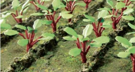 JTT HO: Rhubarb (28)