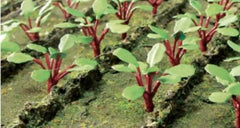 JTT HO: Rhubarb (28)