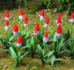JTT HO: Primula Vialli (32)