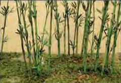 JTT HO/O: Bamboo (12)