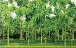 JTT HO: Wood EdgeTrees P Green(14)