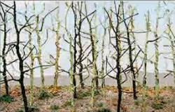 JTT N: Wood EdgeTreesBareGreen(20)