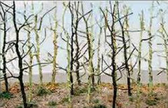 JTT N: Wood EdgeTreesBareGreen(20)