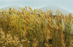 JTT Wheat 2" (40)