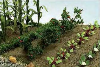 JTT Veggies in Bloom