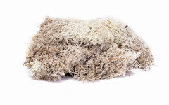 Hornby Lichen: Stone Grey