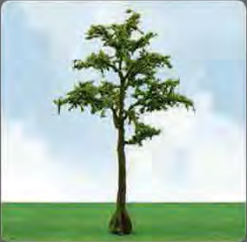JTT Cypress Trees 70- 89mm (3)